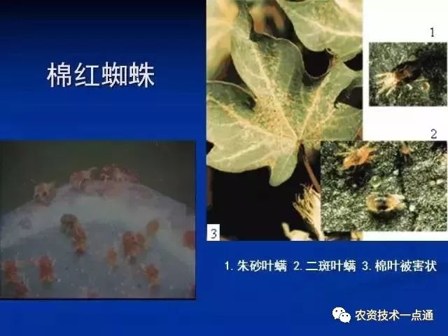 降龙伏虎 第3页